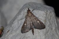 Dolicharthria punctalis