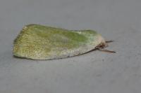 Earias clorana