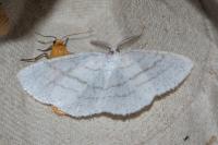 Cabera pusaria
