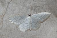 Idaea subsericeata