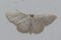 Idaea subsericeata