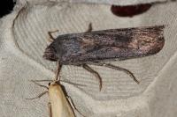 Agrotis ipsilon