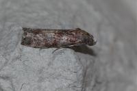 Phycita roborella