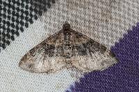 Xanthorhoe ferrugata