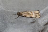 Crambus