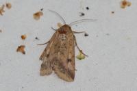 Helicoverpa armigera