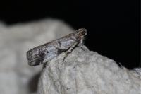 Acrobasis suavella