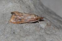 Udea ferrugalis