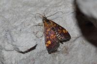 Pyrausta aurata