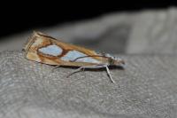 Catoptria pinella