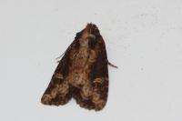 Mesapamea secalella/secalis