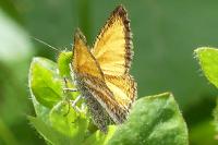 Isturgia limbaria