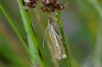 Crambus lathoniellus