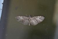 Eupithecia abbreviata