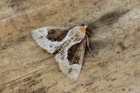 Hypena crassalis