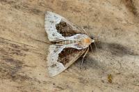 Hypena crassalis