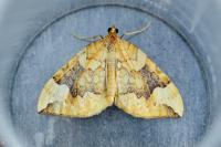 Eulithis populata