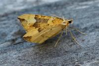 Eulithis populata