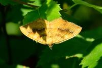 Camptogramma bilineata