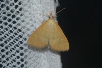 Anania crocealis