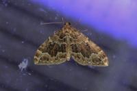 Lampropteryx suffumata