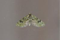 Chloroclystis v-ata