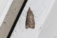 Aphomia sociella
