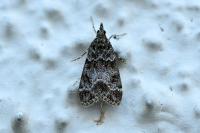 Eudonia