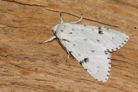 Acronicta leporina