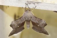 Laothoe populi