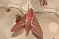 Deilephila elpenor