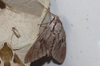 Hyloicus pinastri/maurorum