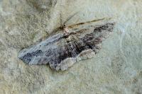 Menophra abruptaria
