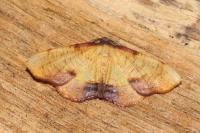 Plagodis dolabraria