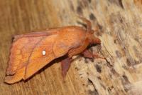 Odonestis pruni