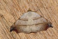 Laspeyria flexula