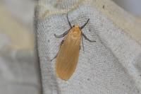 Wittia sororcula