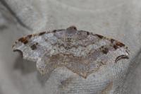 Macaria alternata