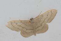 Idaea aversata