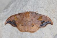 Sabra harpagula