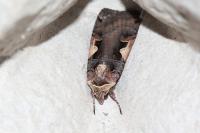 Xestia c-nigrum