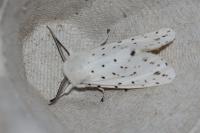 Spilosoma lubricipeda