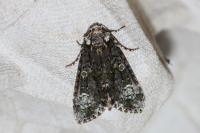 Craniophora ligustri