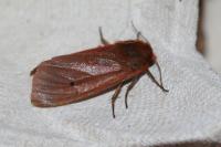 Phragmatobia fuliginosa