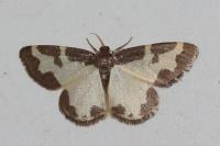 Lomaspilis marginata