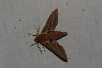 Deilephila elpenor