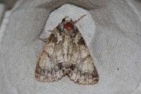 Polyphaenis sericata
