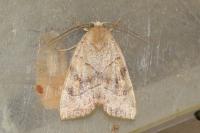 Cosmia trapezina
