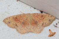 Cyclophora porata