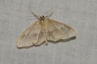 Idaea aversata